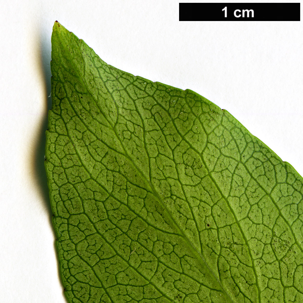 High resolution image: Family: Celastraceae - Genus: Euonymus - Taxon: grandiflorus - SpeciesSub: f. salicifolius High resolution image: Family: Celastraceae - Genus: Euonymus - Taxon: grandiflorus - SpeciesSub: f. salicifolius